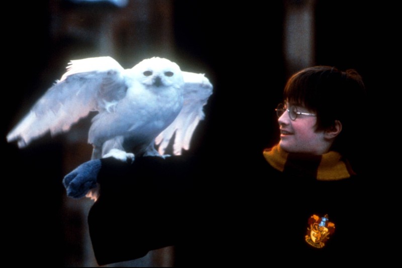 Hedwig ist die Eule von Harry Potter.