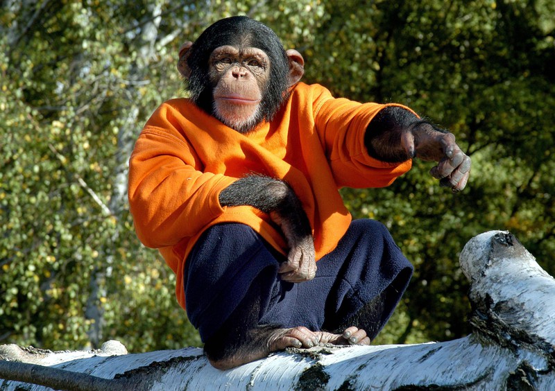 Der Schimpanse Charly wurde regelmäßig ausgetauscht.