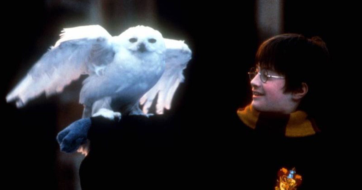 „Harry Potter“: Welcher Patronus passt am besten zu dir?